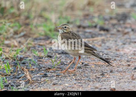 Pipit de Richard, Anthus richardi, adulte seul debout sur une végétation courte, réserve de mai po, Hong Kong Banque D'Images