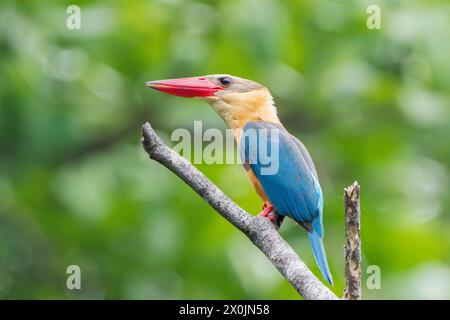 kingfisher à bec de cigogne, Pelargopsis capensis, mâle adulte unique perché sur une branche, Singapour Banque D'Images