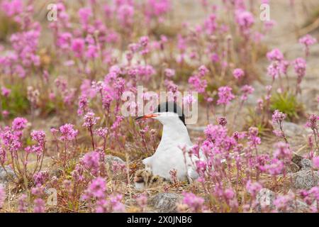 Sterne commune avec un poussin se trouve sur un nid parmi les fleurs roses, gros plan Banque D'Images