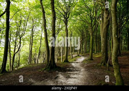 Marchez en août dans la vallée du printemps à Glücksburg sur la mer Baltique Banque D'Images