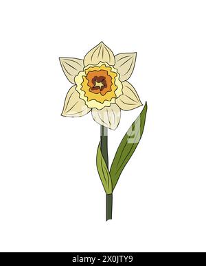 Daffodil, mars mois de naissance vecteur de fleur optimisé Illustration de Vecteur