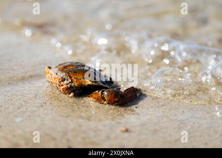 Glücksburg Sandwig, promenade sur la plage Banque D'Images