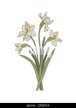 Narcissus, mois de naissance de décembre vecteur de fleurs multiples Illustration de Vecteur