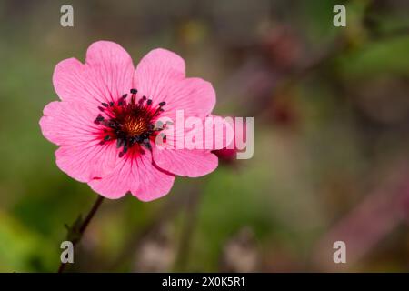 Gros plan d'une fleur de cinquefoil du Népal (potentilla nepalensis) en fleurs Banque D'Images