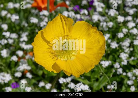 Nancy, France - Focus sur une fleur jaune de nudicaule Papaver dans un jardin botanique à Nancy. Banque D'Images