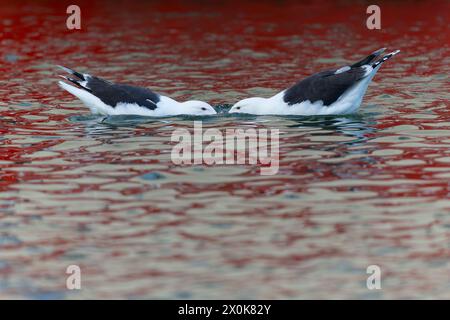 Deux grands goélands adultes à dos noir (Larus marinus) nageant et se battant pour un poisson. Banque D'Images