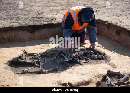 Os de bovins de 5000 ans, archéologue, site de fouilles, Magdebourg, Saxe-Anhalt, Allemagne Banque D'Images