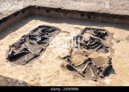 Ossements de bovins vieux de 5000 ans, site de fouilles archéologiques, Magdebourg, Saxe-Anhalt, Allemagne Banque D'Images