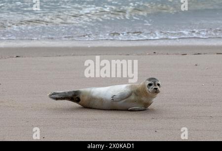 Phoque commun (Phoca vitulina), couché sur la plage de sable fin, île de Sylt en mer du Nord, Frise du Nord, Schleswig-Holstein, Allemagne Banque D'Images