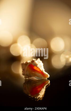 Sea Shell sur fond bokeh Banque D'Images