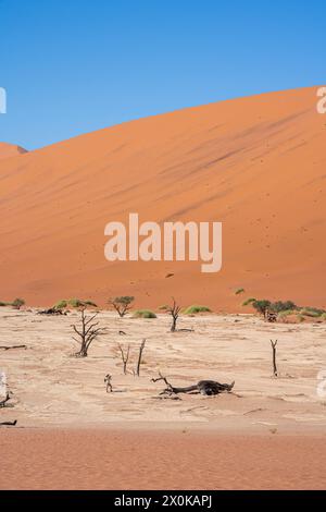 Deadvlei dans le Namib-Naukluft National Park, Namibie Banque D'Images