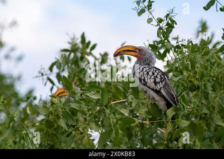 Hornbill à bec jaune méridional dans le massif du Brandberg dans le Damaraland en Namibie Banque D'Images