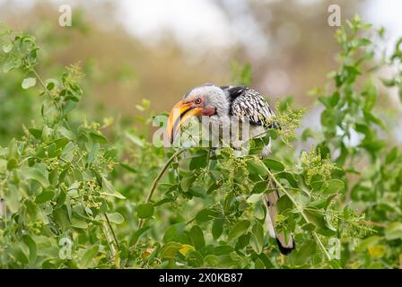 Hornbill à bec jaune méridional dans le massif du Brandberg dans le Damaraland en Namibie Banque D'Images