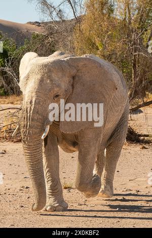 Éléphants du désert à Twyfelfontein dans le Damaraland, Namibie Banque D'Images