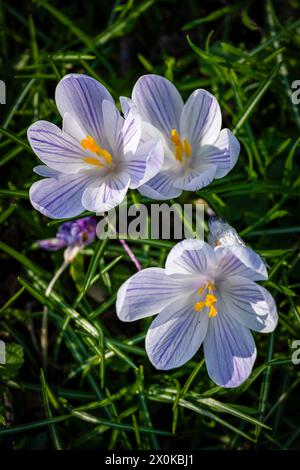 Crocus, fleurs printanières décoratives dans les jardins thermaux de Bad Dürkheim Banque D'Images