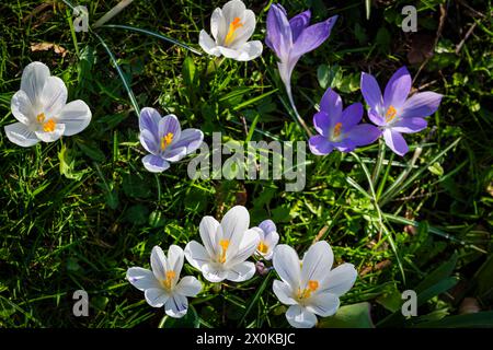 Crocus, fleurs printanières décoratives dans les jardins thermaux de Bad Dürkheim Banque D'Images