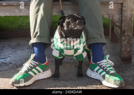 Angleterre, Pug Dog portant un chandail Banque D'Images