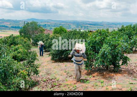 Villanueva, Santander, Colombie, 02 avril 2024, les cultivateurs d'avocats âgés (Persea Americana) portent de l'engrais sur leurs têtes lors d'une journée de sunshi intense Banque D'Images