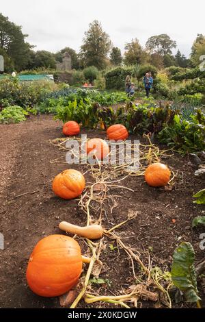 Angleterre, Hampshire, Hinton Hampner, Hinton Hampner Country House, The Garden, Pumpkins Banque D'Images