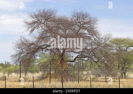 Photo d'un acacia avec un nid de termites autour du tronc pendant la journée Banque D'Images