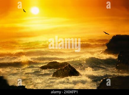 Côte de l'Oregon au coucher du soleil avec des oiseaux roulant dans les vagues et la lumière sur le surf et les rochers Banque D'Images
