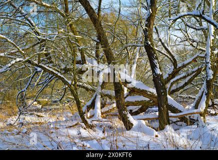 Europe, Allemagne, Hesse, Hesse centrale, Marburger Land, ambiance hivernale sur le Lahn près de Weimar, saules dans la neige Banque D'Images