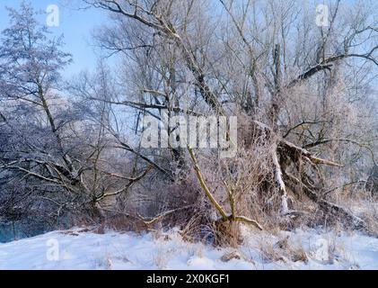 Europe, Allemagne, Hesse, Hesse centrale, Parc naturel de Lahn-Dill-Bergland, Lahnau, ambiance hivernale dans la réserve naturelle de Lahnaue entre Heuchelheim et Waldgirmes, saules sur les rives du Lahn Banque D'Images