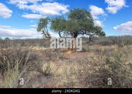 Photo d'un acacia avec un nid de termites autour du tronc pendant la journée Banque D'Images