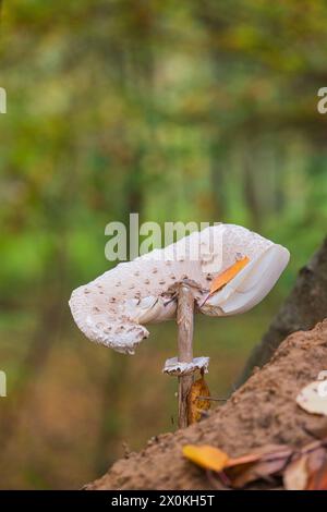 Le monde de l'discret, gros plan des champignons Banque D'Images
