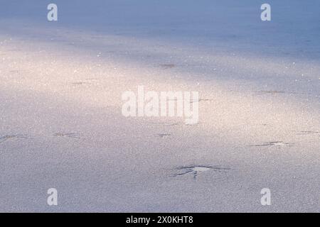 Fissures en forme d'étoile dans la glace et cristaux de glace fins sur un lac gelé, lumière du soir, Allemagne Banque D'Images