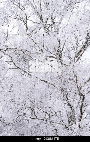 Bouleau (Betula) avec de la neige et du givre, humeur hivernale, Parc naturel de la Forêt du Palatinat, réserve de biosphère de la Forêt du Palatinat-Vosges du Nord, Allemagne, Rhénanie-Palatinat Banque D'Images