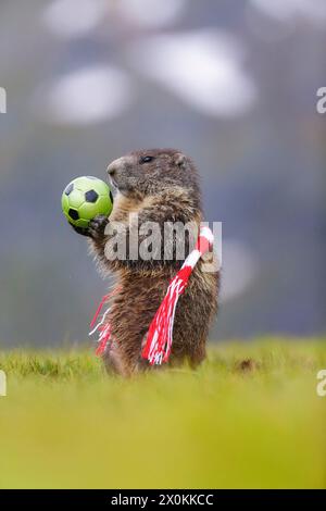 Marmotte alpine (marmota, marmota), marmotte debout sur la pelouse verte avec écharpe en rouge et blanc tenant le football Banque D'Images