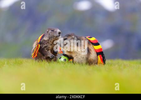 Marmotte alpine (marmota, marmota), deux marmottes sur herbe verte avec foulard Allemagne en noir-rouge-or et ballon de football Banque D'Images