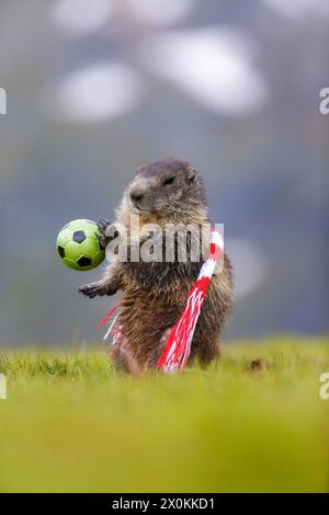 Marmotte alpine (marmota, marmota), marmotte debout sur la pelouse verte avec écharpe en rouge et blanc tenant le football Banque D'Images