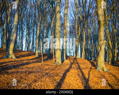 Paysage hivernal dans le Schleswig-Holstein. Banque D'Images