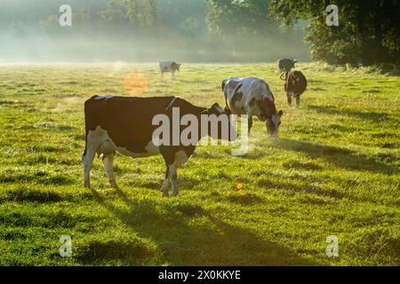 Bétail en pâturage en basse-Saxe au lever du soleil. Banque D'Images