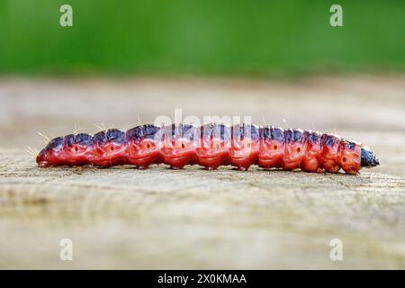 Chenille de la teigne de la chèvre européenne (Cossus cossus) Banque D'Images