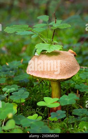 Bolète rouge (Xerocomus chrysenteron), boletus, champignon, Schleswig-Holstein, Allemagne Banque D'Images