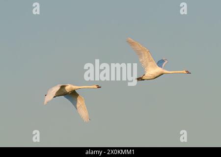 Deux cygnes gracieux planant dans le ciel Azur, affichant leurs ailes majestueuses et leurs plumes élégantes alors qu'ils se lancent dans leur voyage de migration animale Banque D'Images