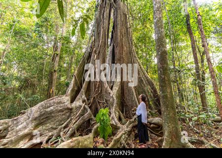 Touriste émerveillant devant le géant de la jungle Makayuk - le vieil arbre dans la jungle de l'île de Ko Kut ou Koh Kood dans le golfe de Thaïlande, en Asie Banque D'Images