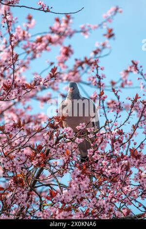 Pigeon des bois (Columba palumbus) mangeant les pétales d'une prune à sang (Prunus cerasifera 'Nigra') Banque D'Images