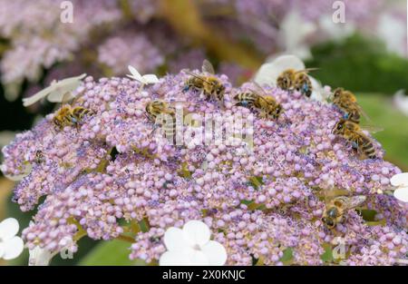 Abeilles (Apiformes ou Anthophila) en fleur Banque D'Images
