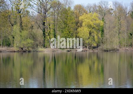 Deutschland, Bade-Württemberg, Karlsruhe, l'étang de carrière de Grötzingen. Banque D'Images