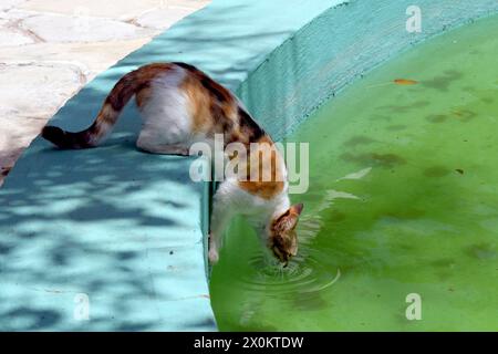 Welt ohne Menschen : die einst Beliebte Touristenstadt Varosha Varosia auf der Insel Zypern ist seit dem türkischen Einmarsch 1974 eine Geisterstadt. Noch immer ragen die verlassenen Hotels und Gebäude an der Mittelmeerküste in den Himmel. Auf den Straßen sprießen Büsche, Katzen streunen durch den verlassenen Küstenort. Varosha, 12.05.2022 Famagouste Zypern *** un monde sans personnes la ville touristique autrefois populaire de Varosha Varosia sur l'île de Chypre est une ville fantôme depuis l'invasion turque en 1974, les hôtels et bâtiments abandonnés sur la côte méditerranéenne tournent toujours dans le ciel Banque D'Images