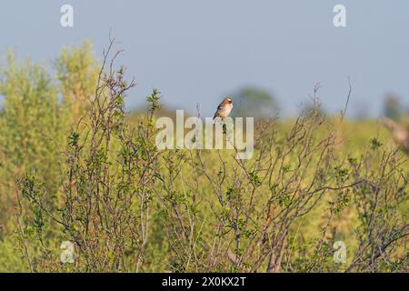 Tisserand de moineau à sourcils blancs dans le delta de l'Okavango au Botswana Banque D'Images