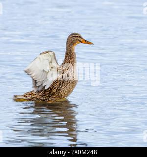 Canard colvert, mâles et femelles, nageant et volant au-dessus des lacs du bedfordshire UK Banque D'Images