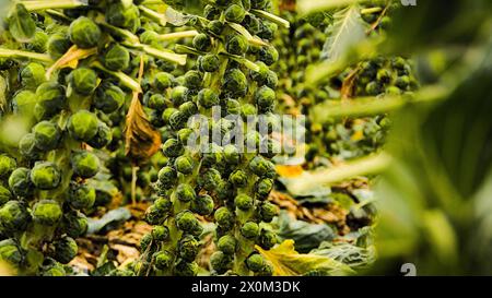 Russel Sprouts Field est prêt pour la récolte à Santa Cruz, en Californie. Banque D'Images