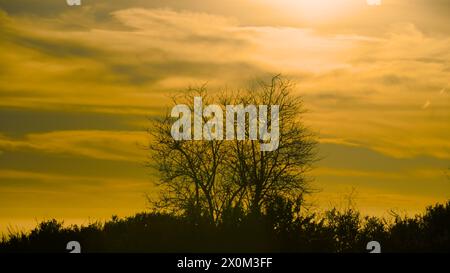 Arbre sec avec le ciel de coucher de soleil rouge en arrière-plan à Santa Cruz, Californie. Banque D'Images