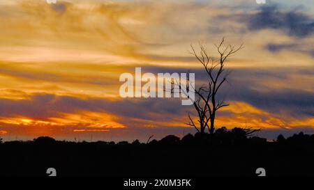 Arbre sec avec le ciel de coucher de soleil rouge en arrière-plan à Santa Cruz, Californie. Banque D'Images