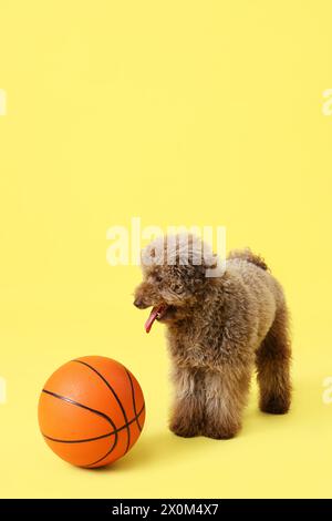 Caniche mignon avec balle sur fond jaune Banque D'Images